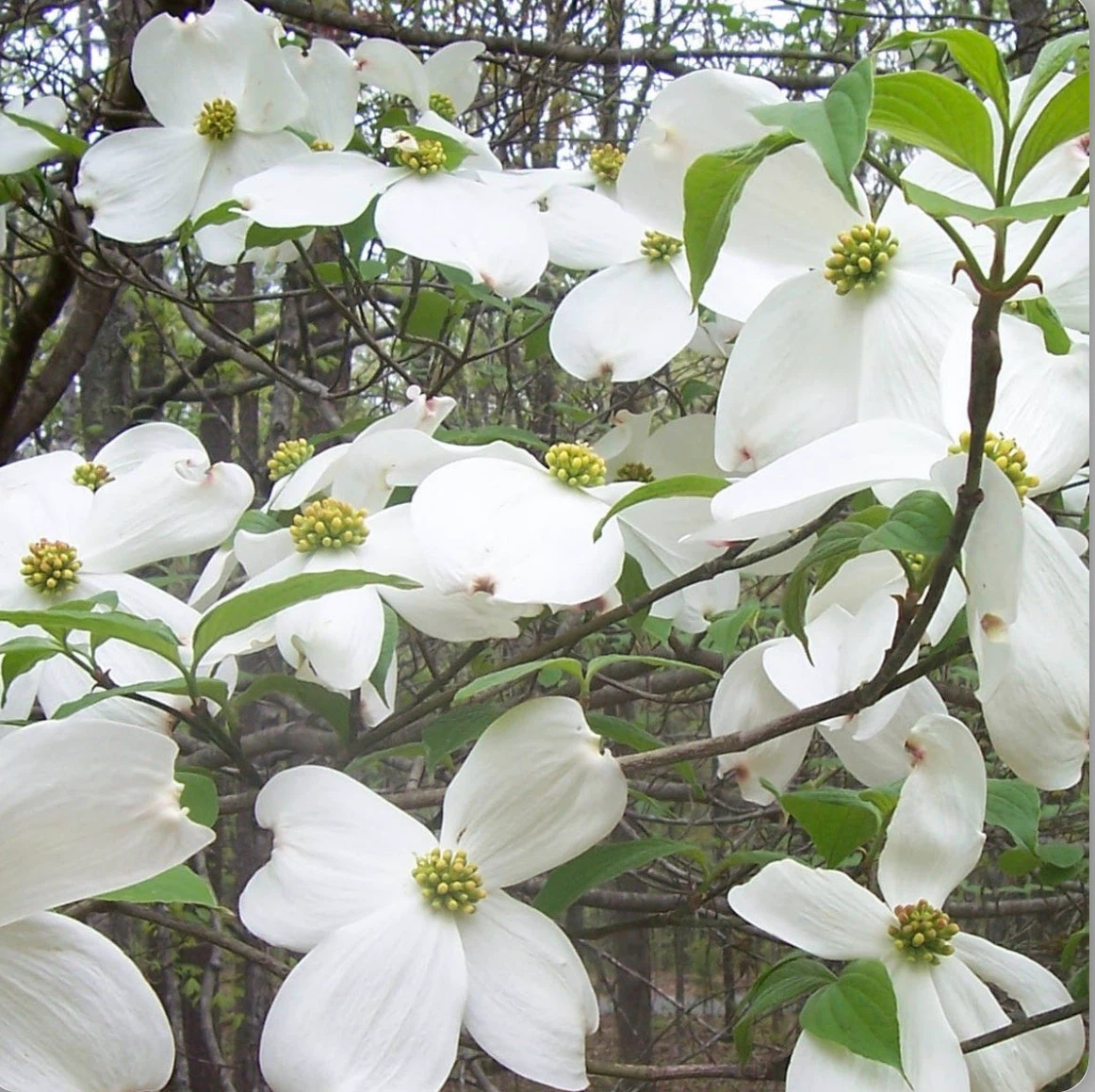 Beautiful Flowering Dogwood Tree (white) - photo 4