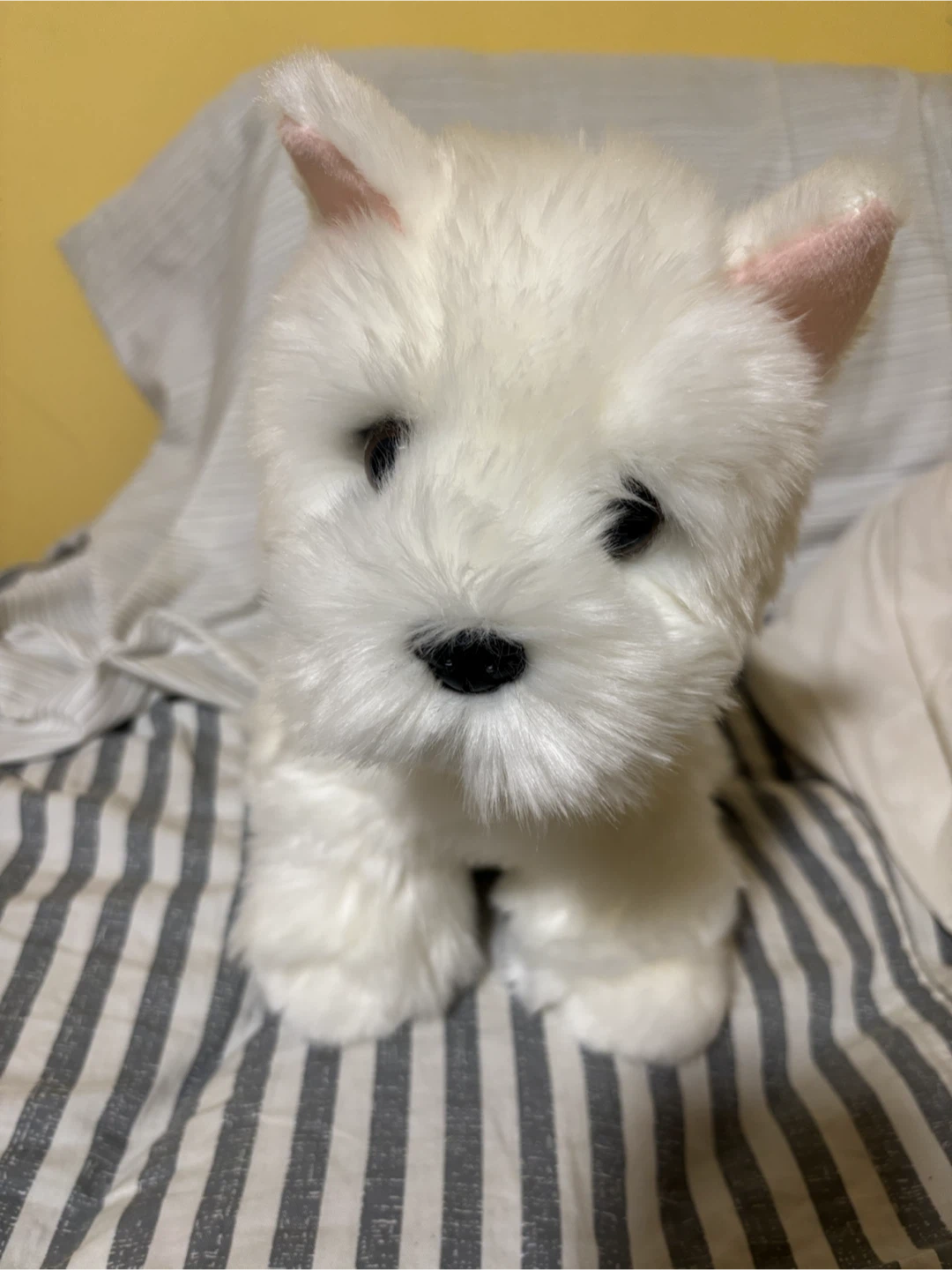 Douglas highland terrier plush like new