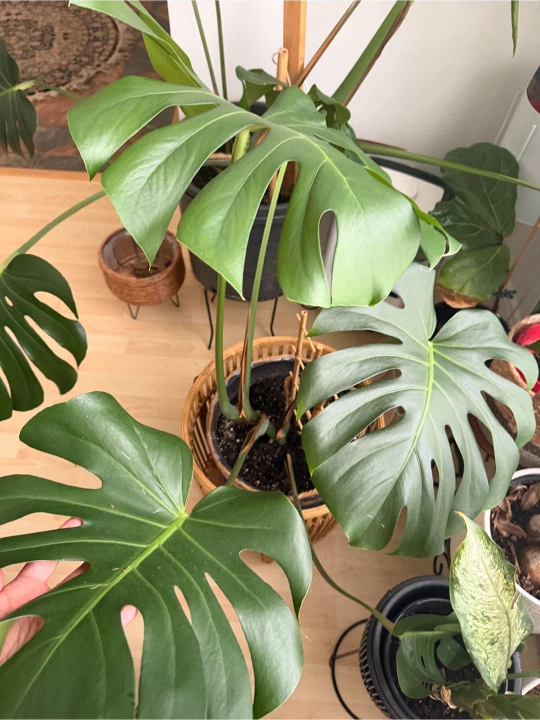 Monstera Deliciosa Plant