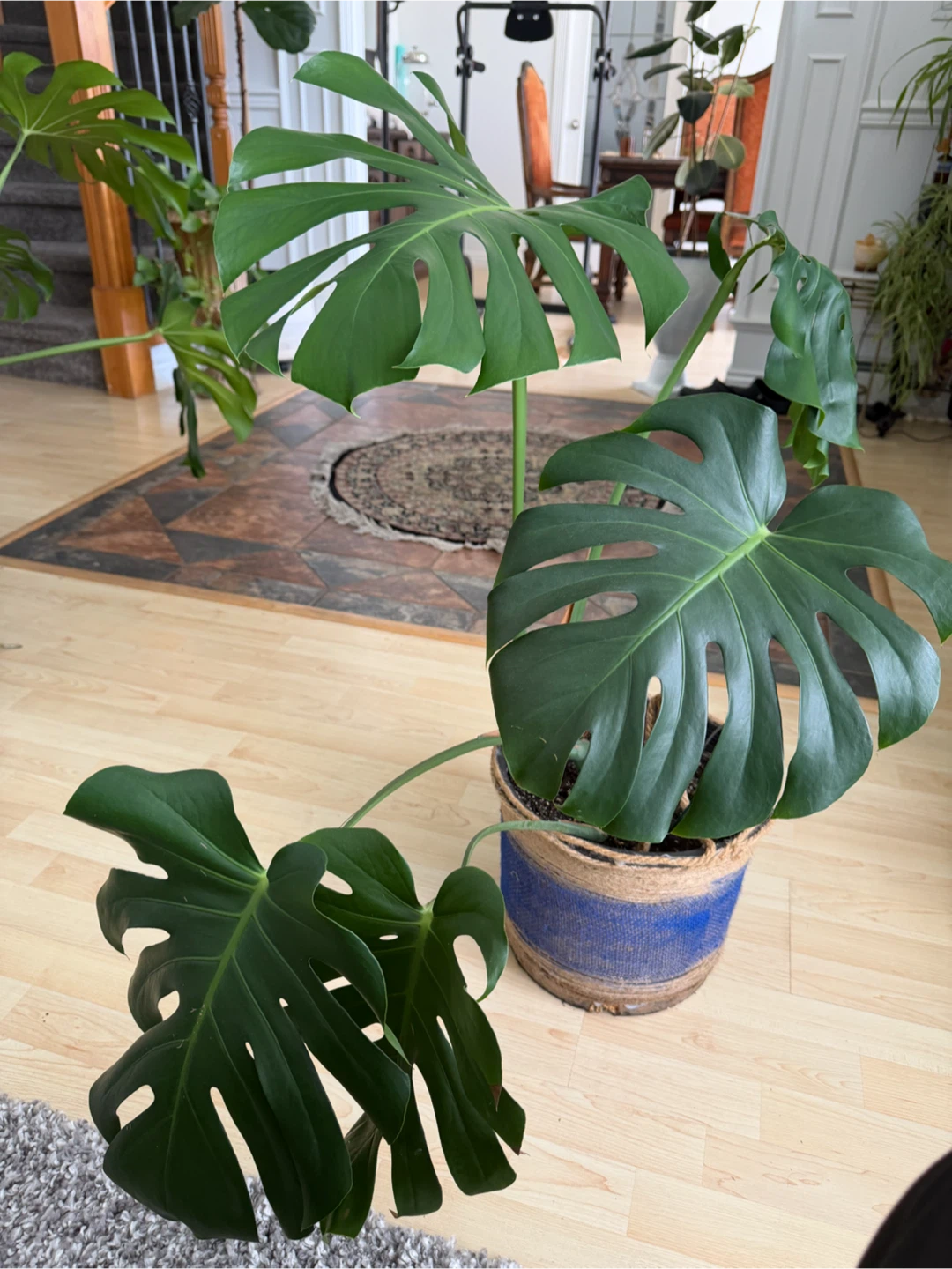 Monstera Deliciosa Plant - photo 2