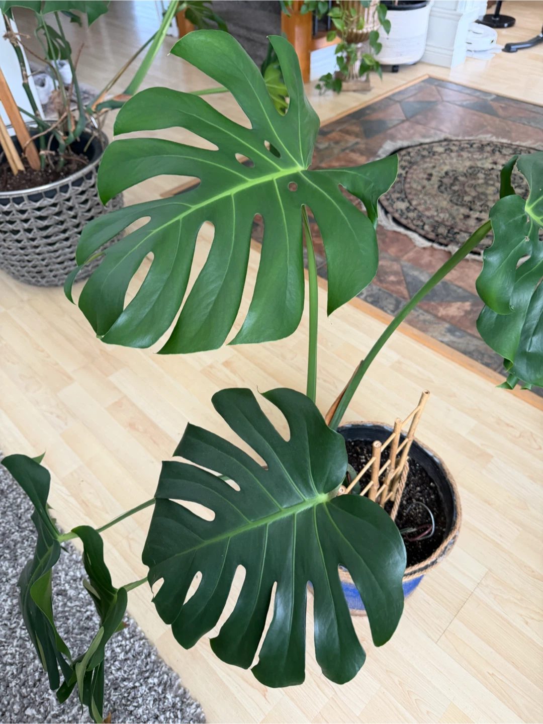 Monstera Deliciosa Plant - photo 3