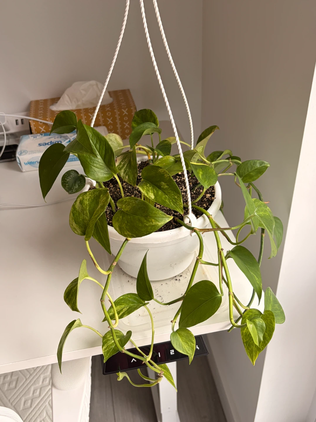 Hanging Pothos Plant in White Pot
