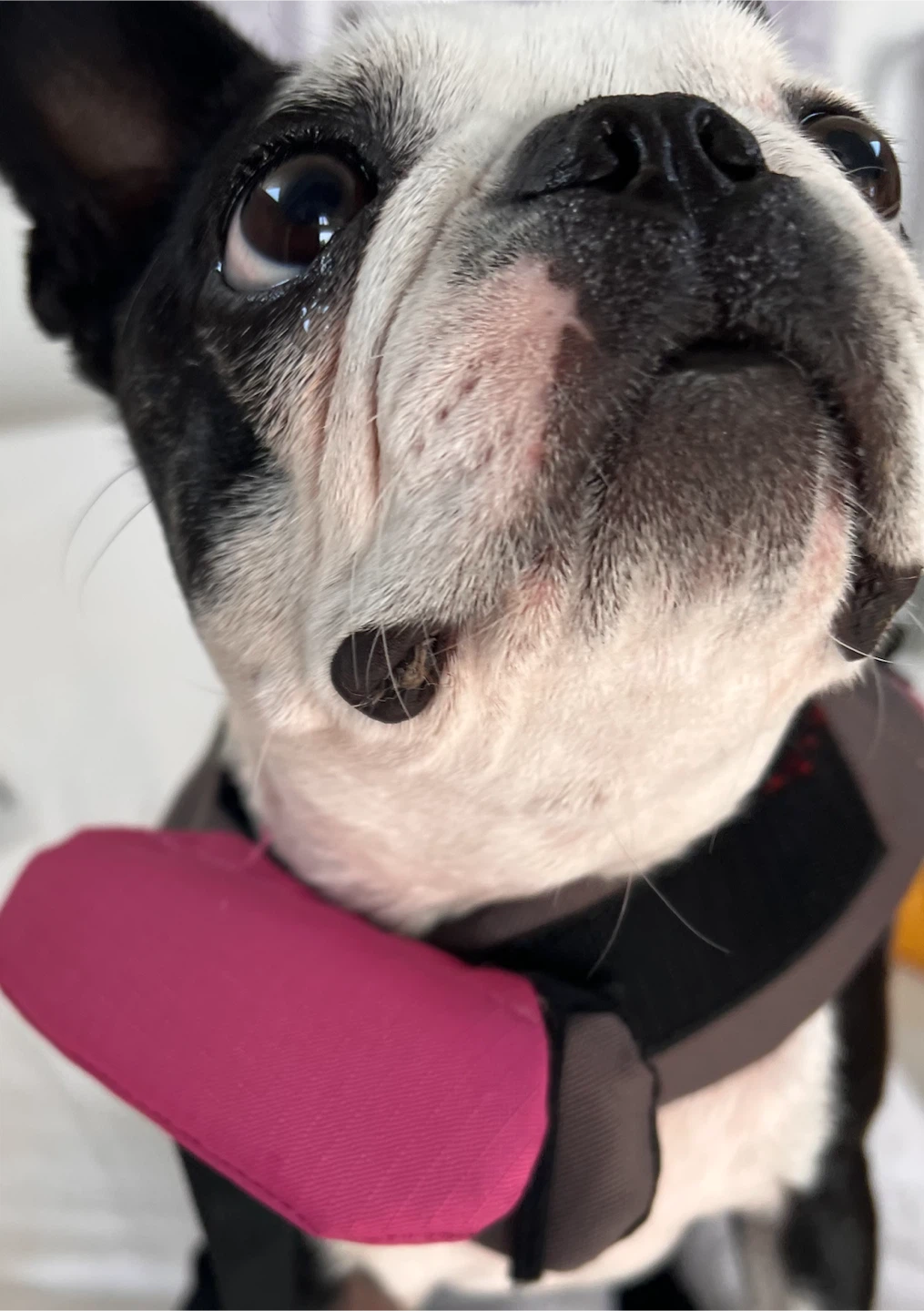 ECOGEAR Dog Life Jacket Vest Pink/Grey - photo 3