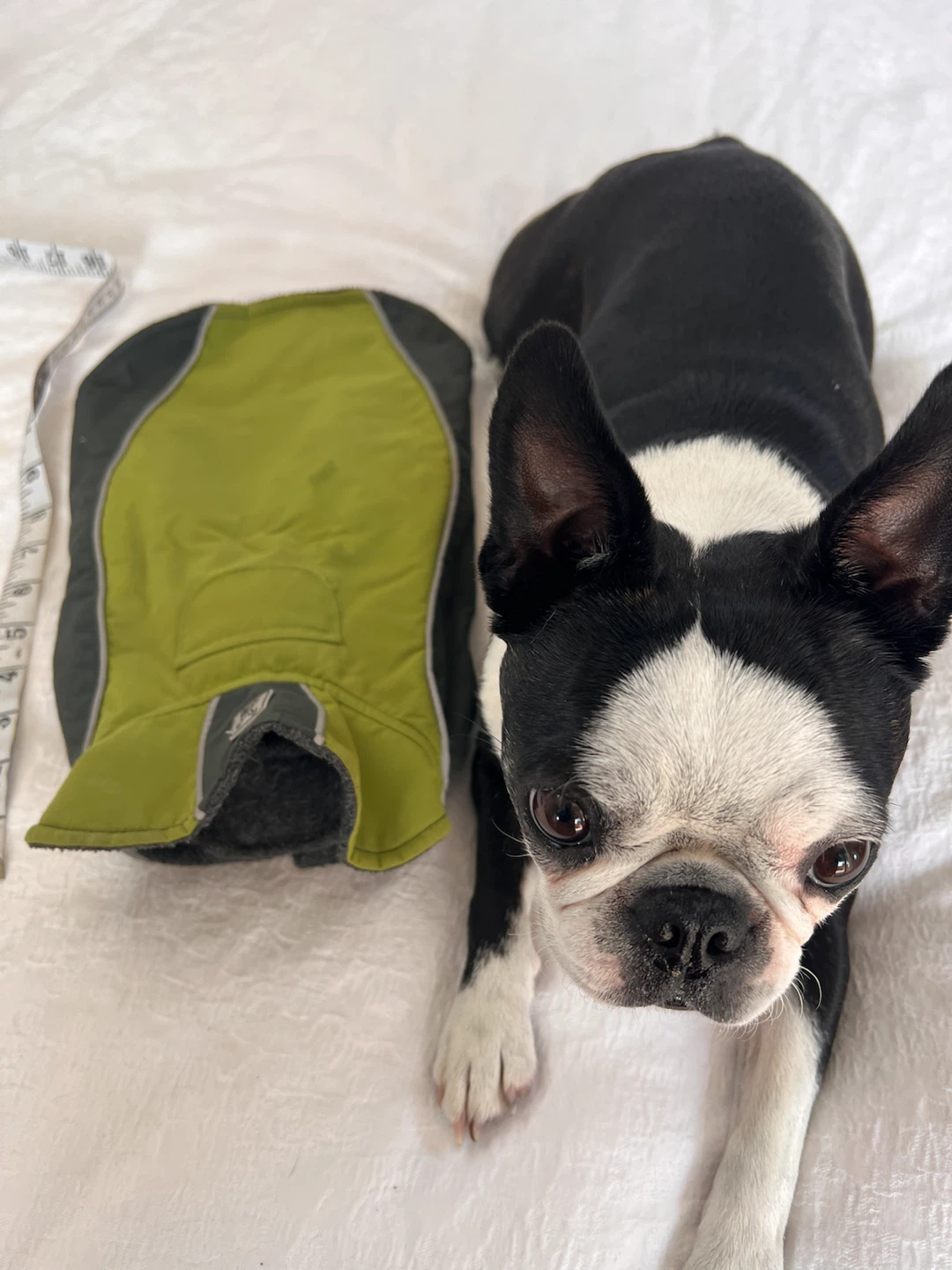 RC Pets Dog Coat - Size 12