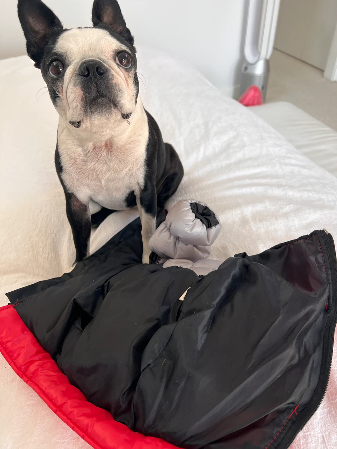 Red and Grey Four-Legged Dog Puffer Coat - photo 3