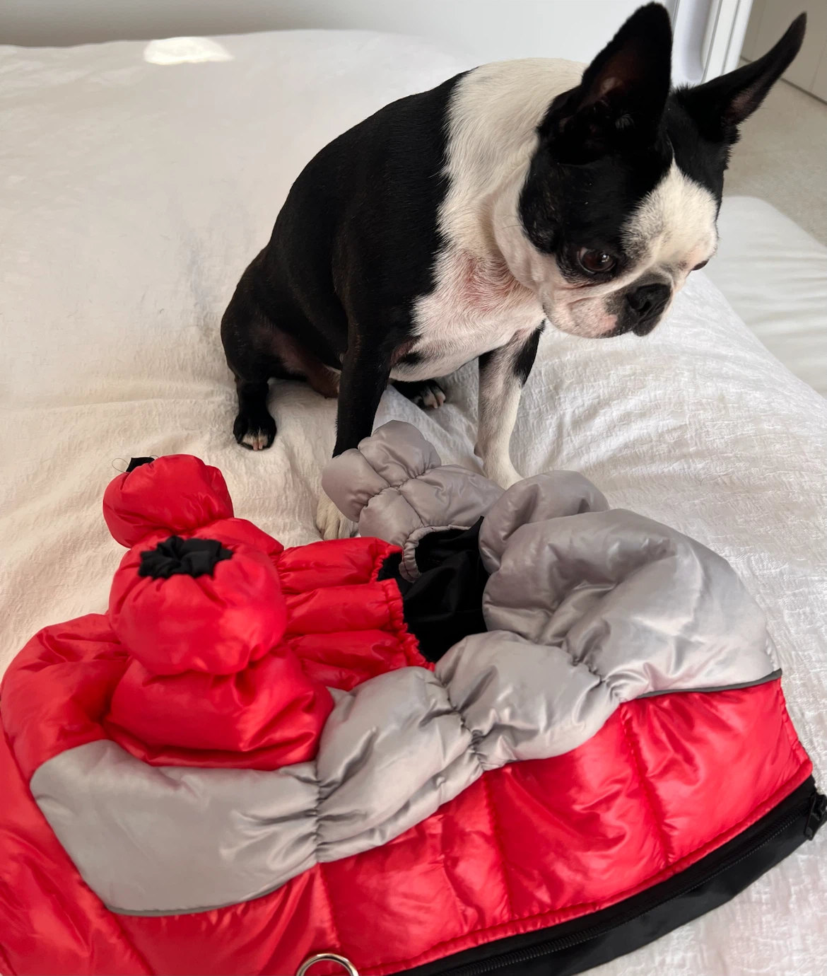 Red and Grey Four-Legged Dog Puffer Coat - photo 4