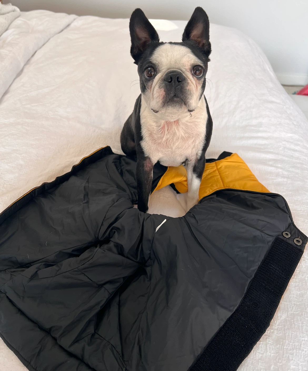 Bright Yellow Dog Winter Coat/snowsuit - photo 2