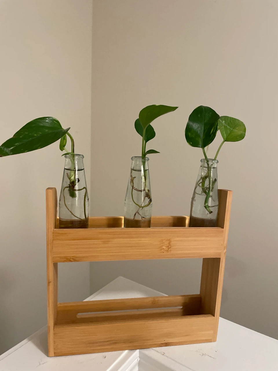 Pothos Cuttings in Glass Vases on Bamboo Stand