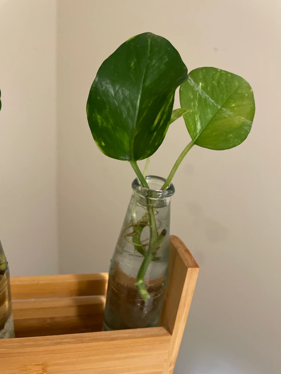 Pothos Cuttings in Glass Vases on Bamboo Stand - photo 2