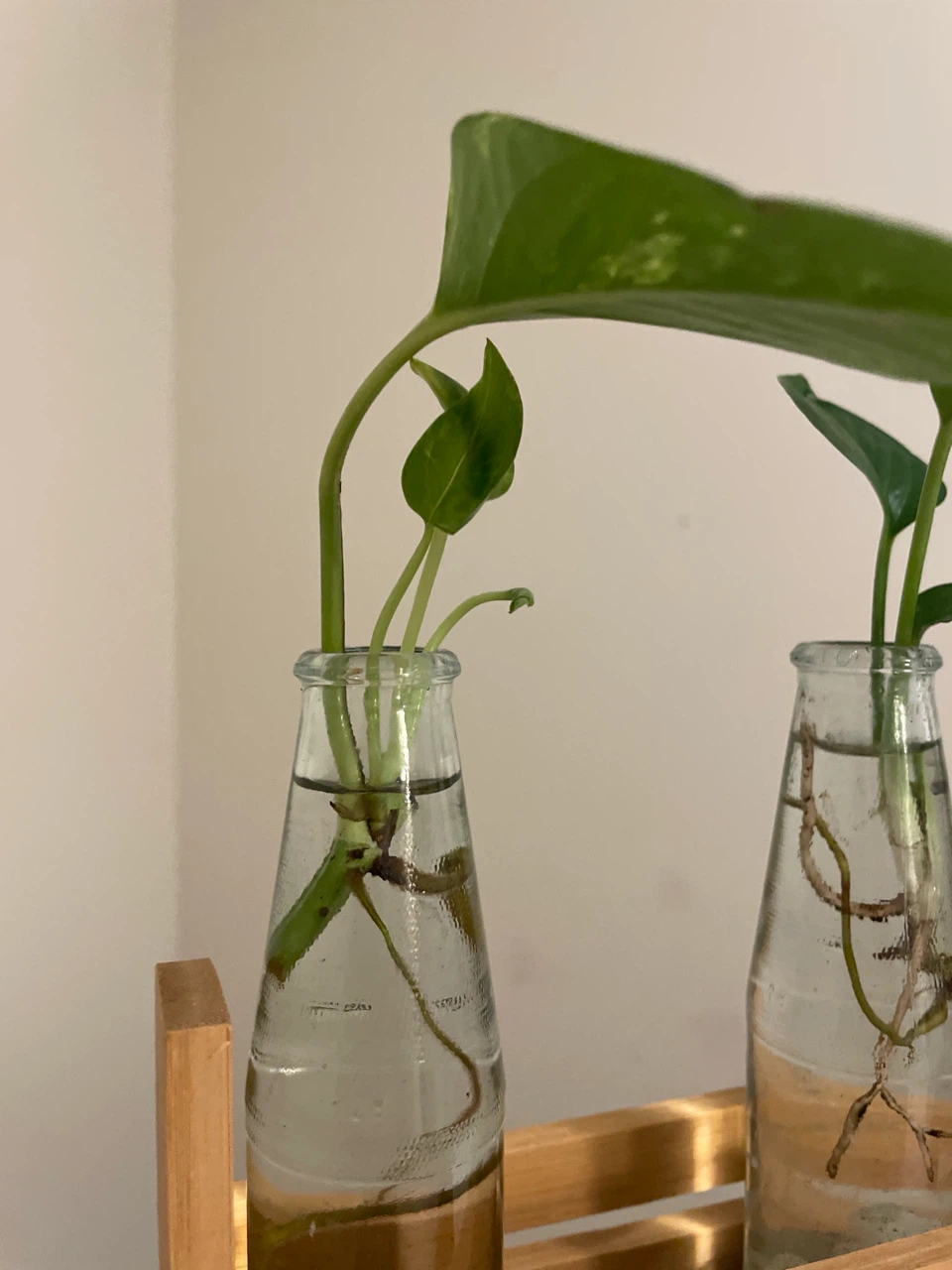 Pothos Cuttings in Glass Vases on Bamboo Stand - photo 3