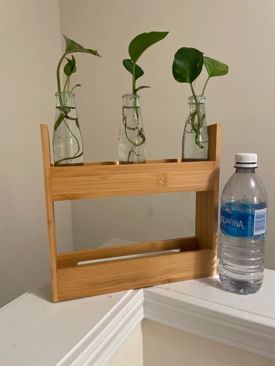 Pothos Cuttings in Glass Vases on Bamboo Stand - photo 4