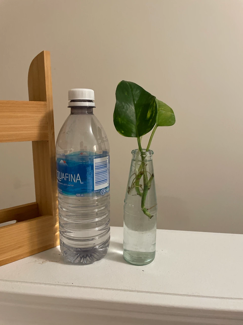 Pothos Cuttings in Glass Vases on Bamboo Stand - photo 5