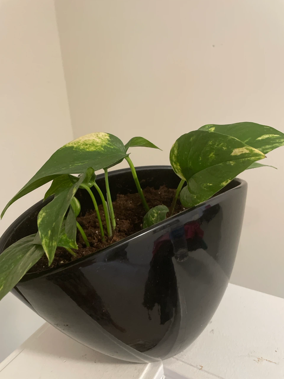 Pothos plant in ceramic pot
