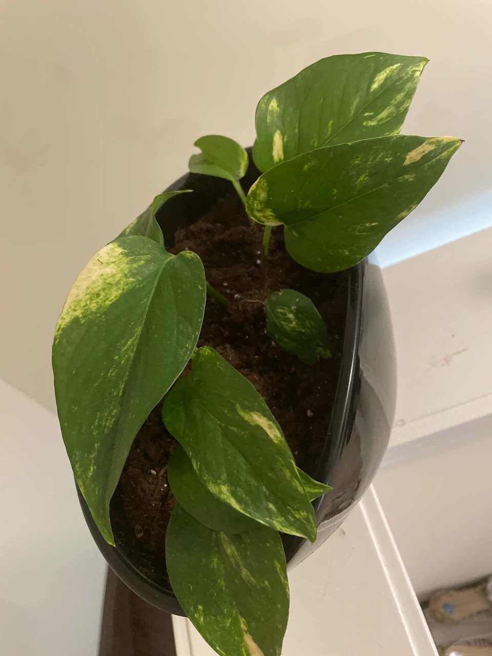 Pothos plant in ceramic pot - photo 2