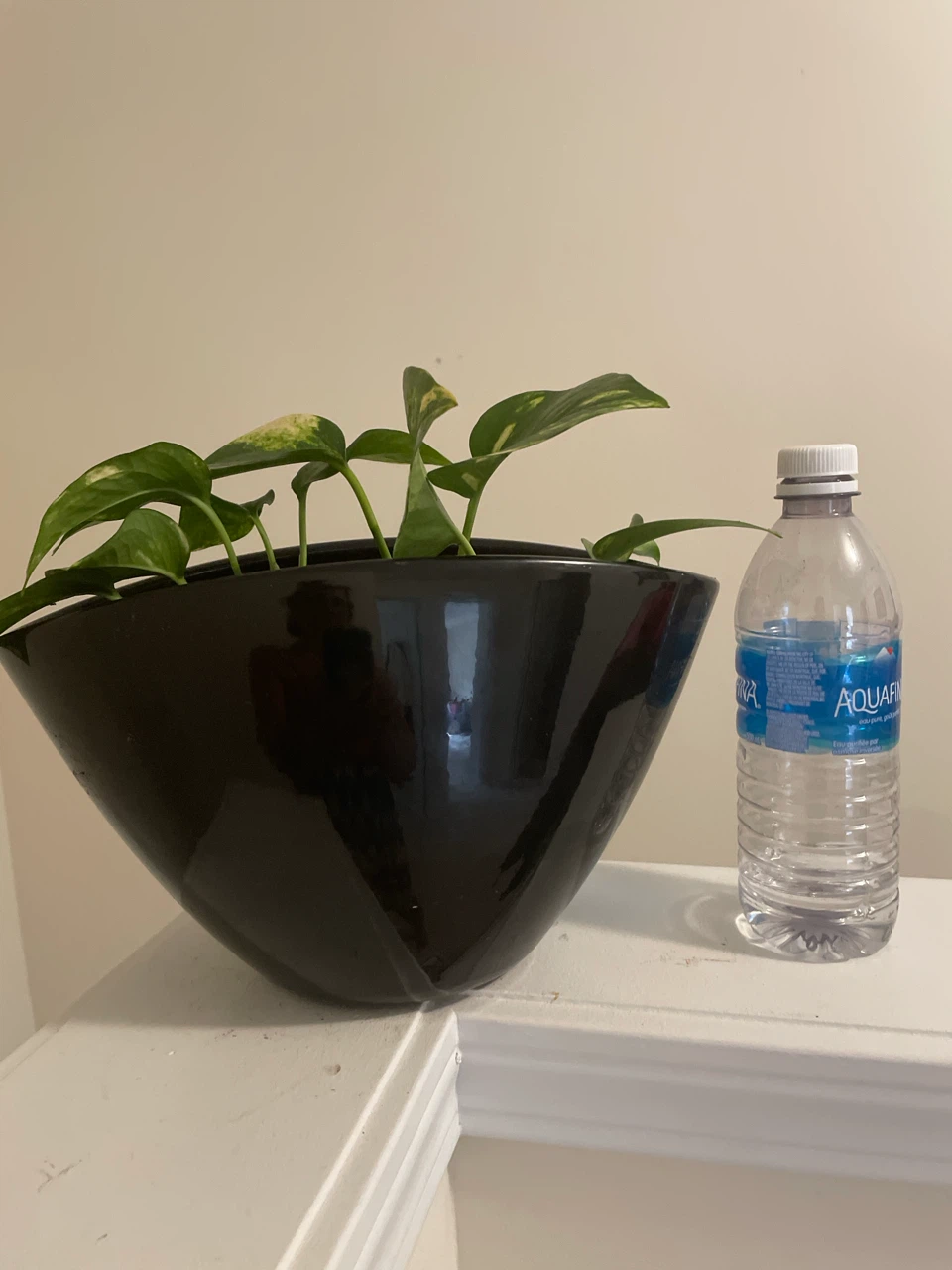 Pothos plant in ceramic pot - photo 3