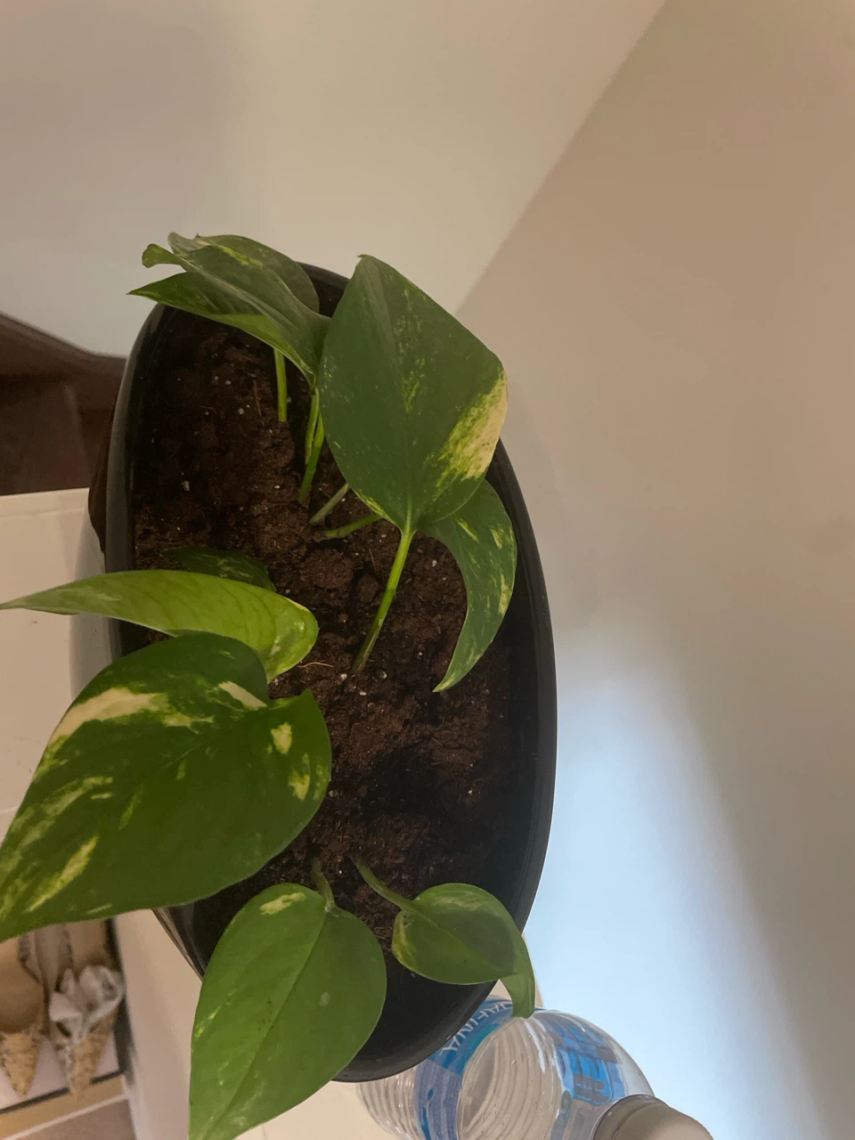 Pothos plant in ceramic pot - photo 4