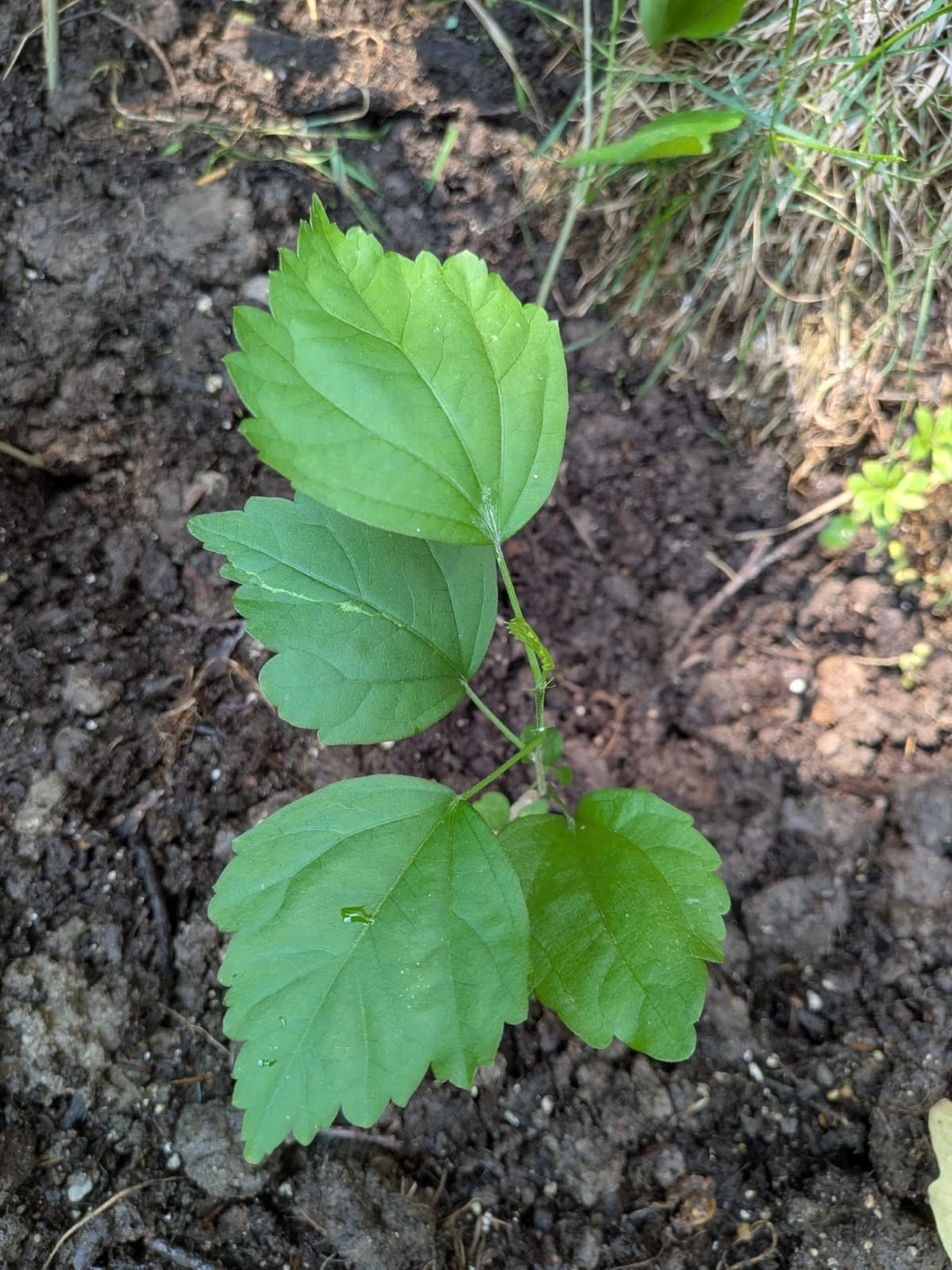 Rose of Sharon plant - photo 2