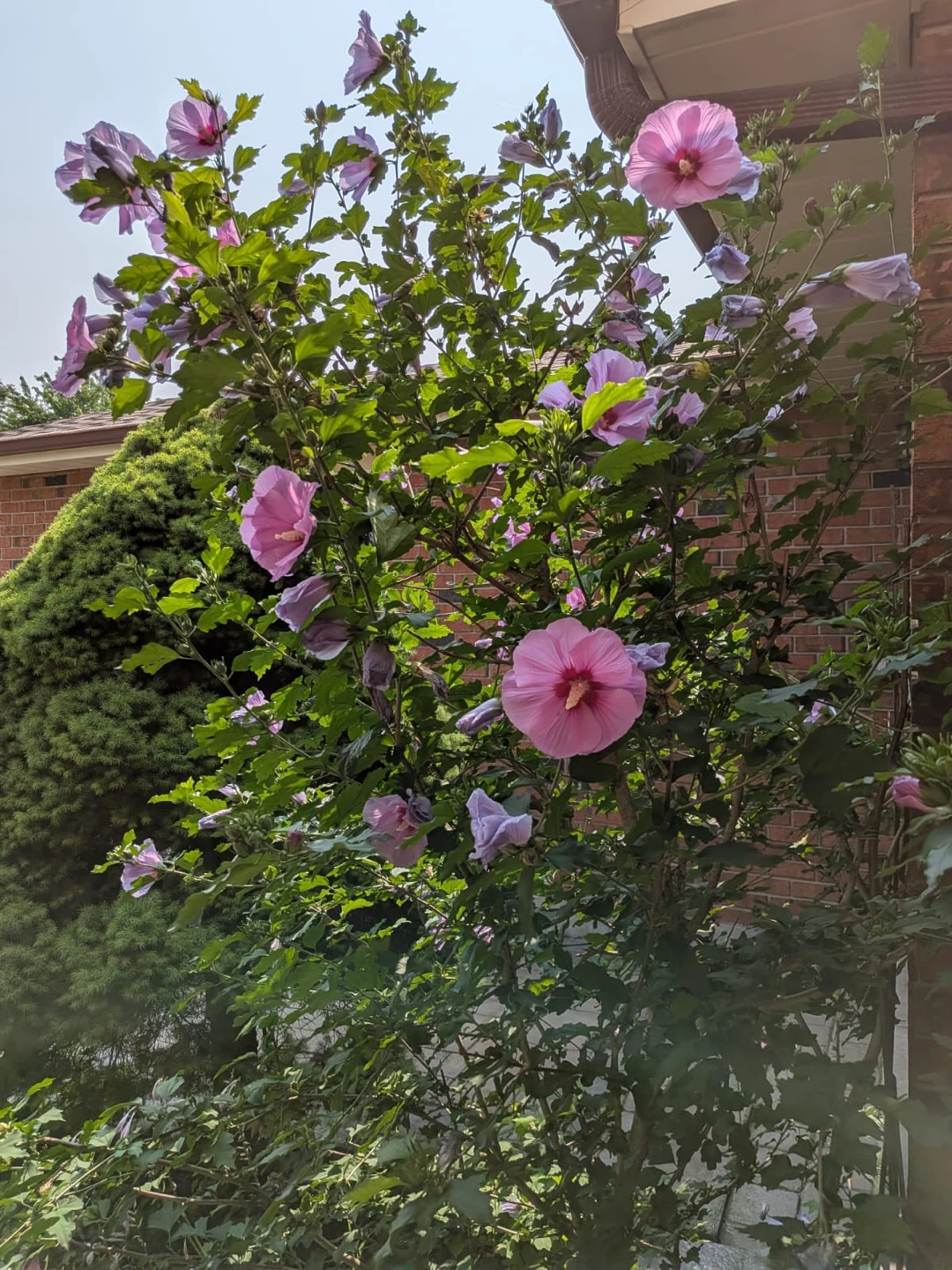 Rose of Sharon plant - photo 3