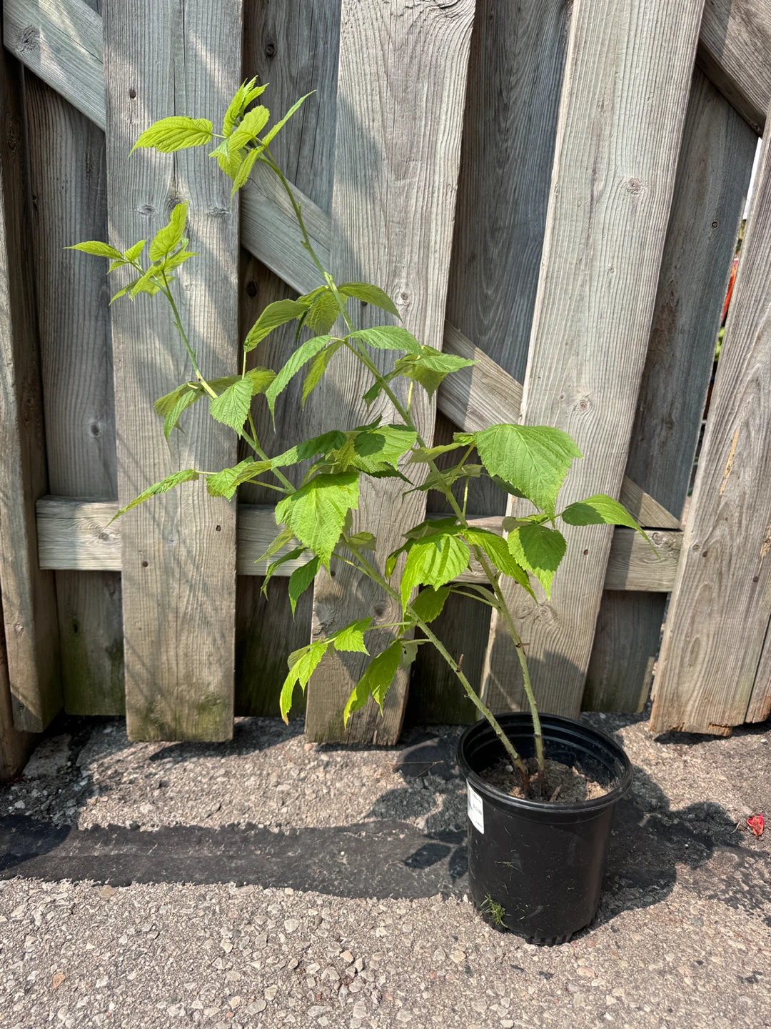Raspberry Plant