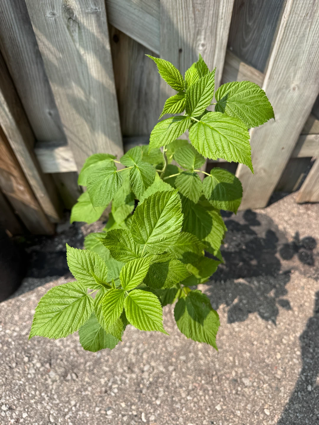 Raspberry Plant - photo 2