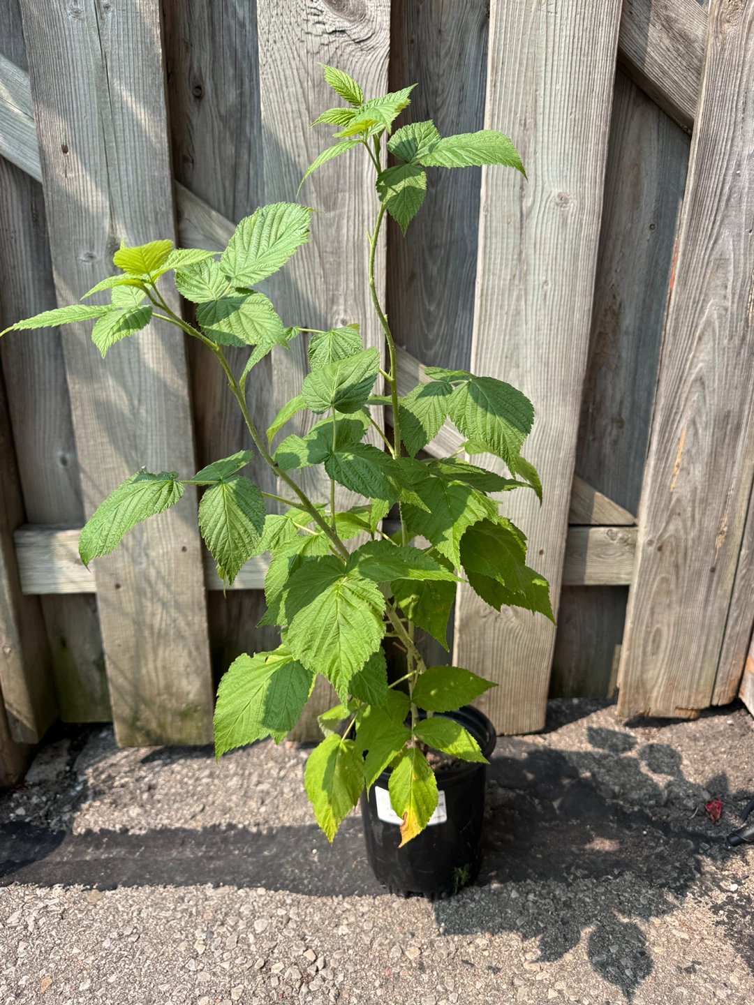 Raspberry Plant - photo 3