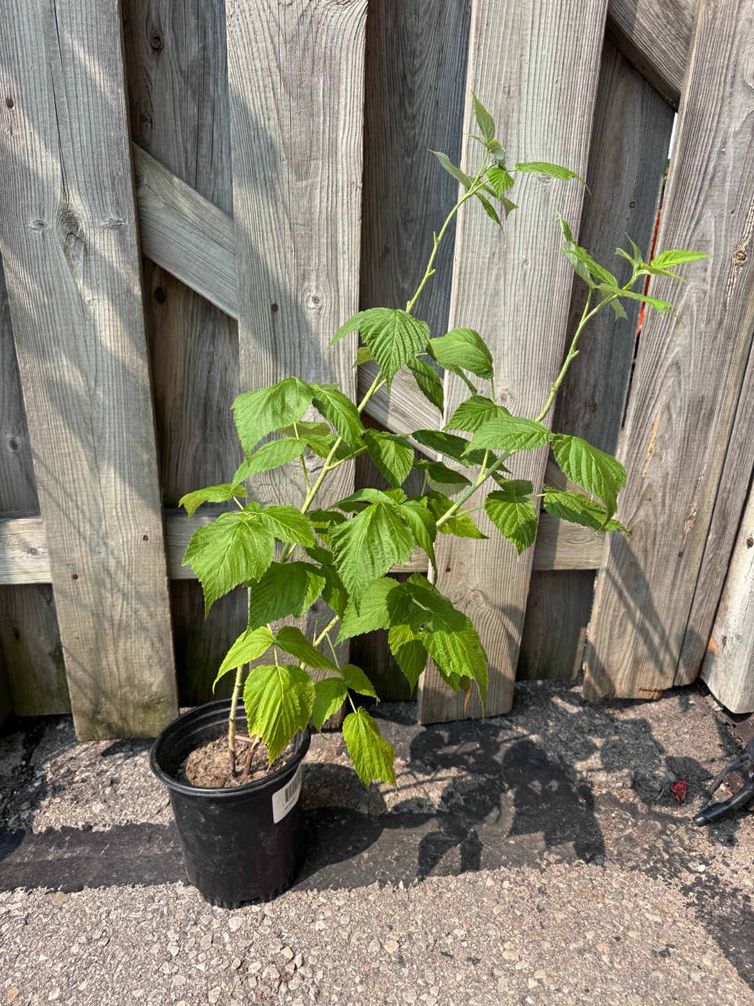 Raspberry Plant - photo 4