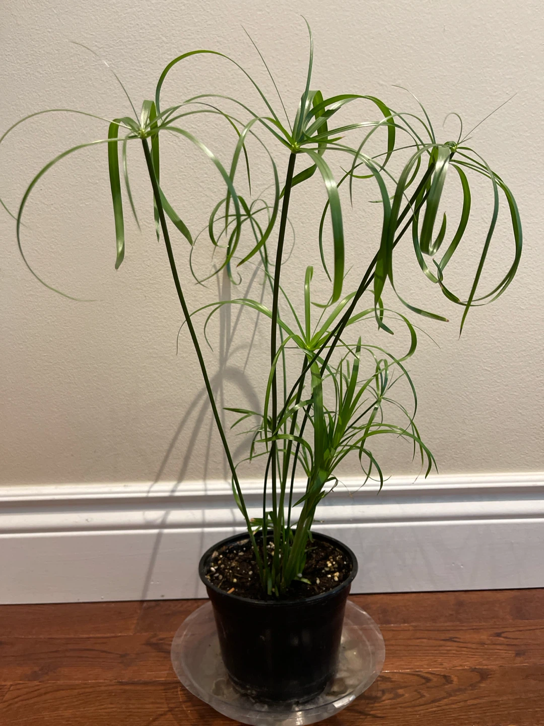 $25. & $40. Tall Papyrus Plant/ umbrella - photo 2