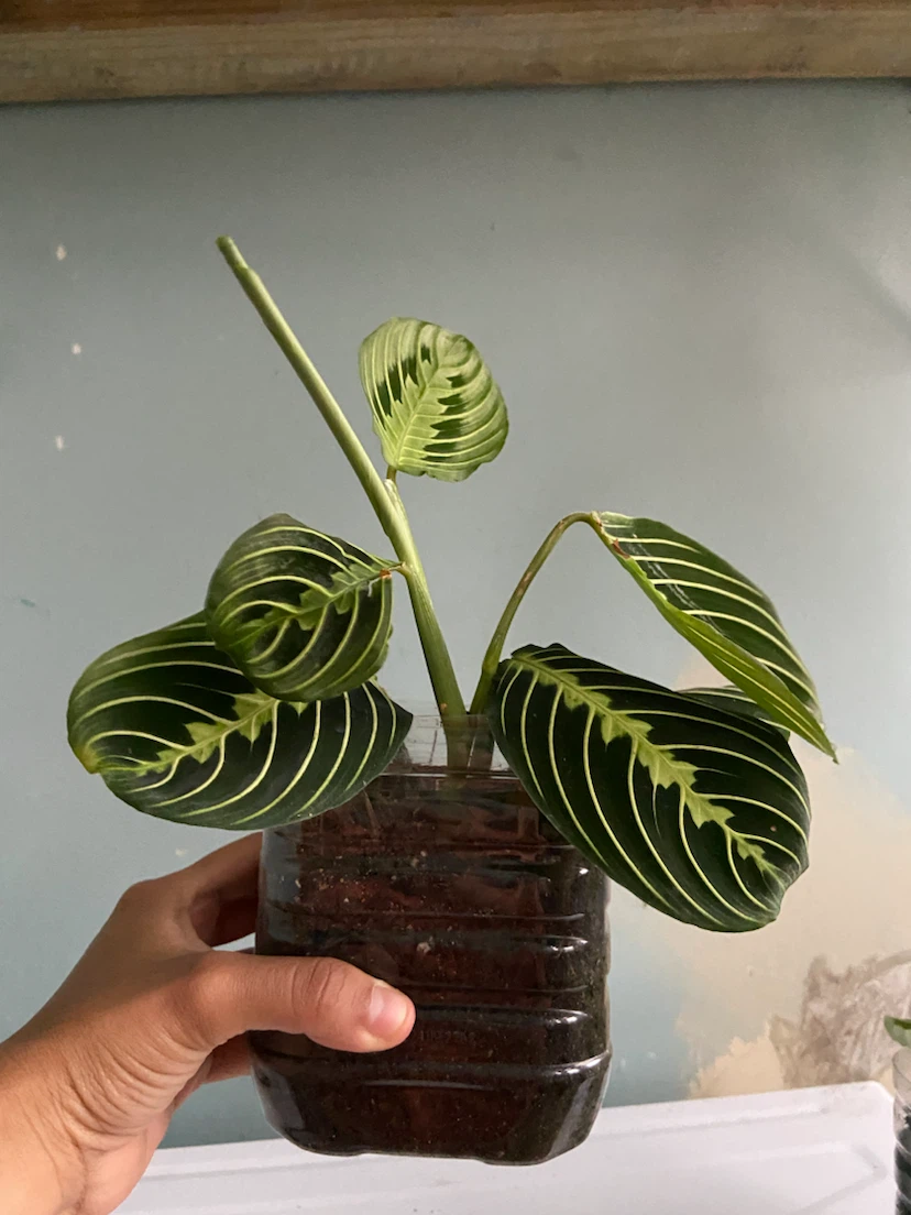 Maranta lemon