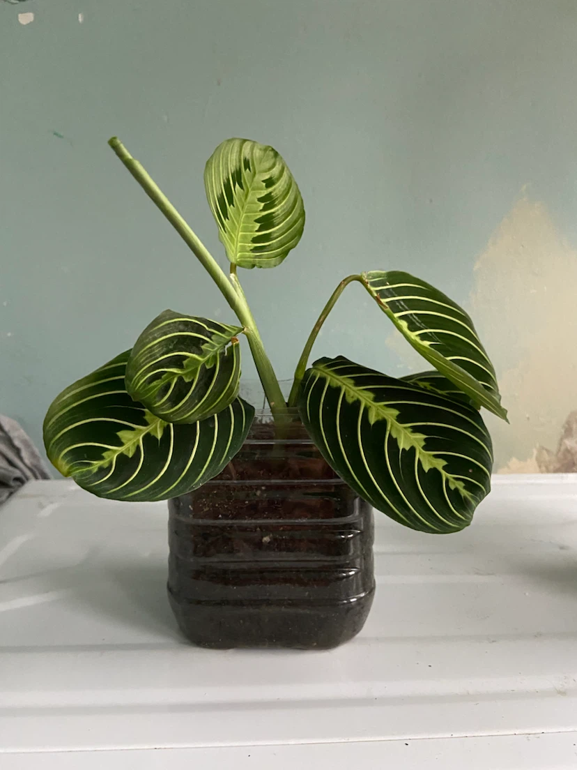 Maranta lemon - photo 2