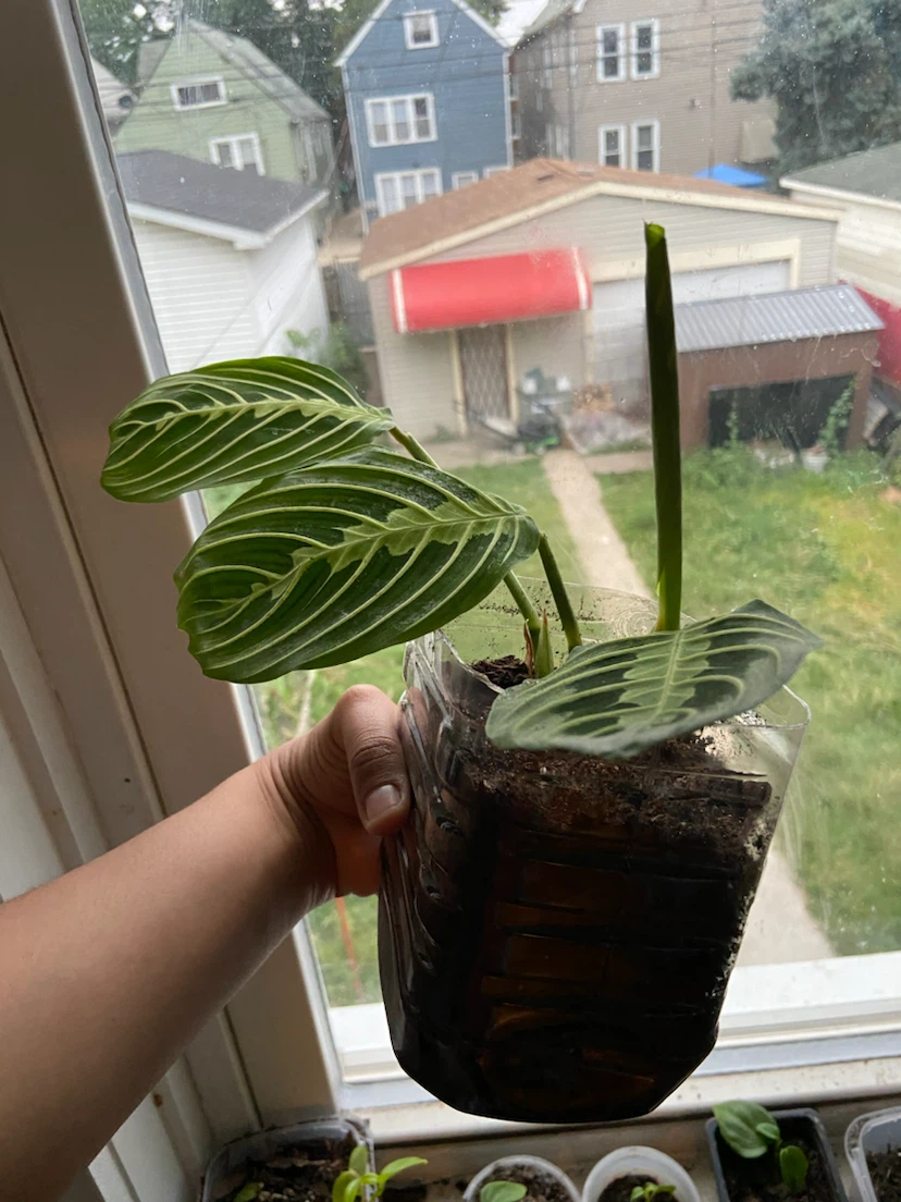 Plant maranta