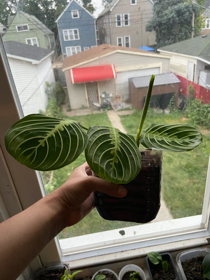Plant maranta - photo 2