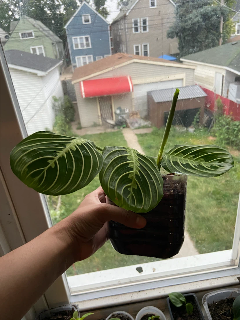 Plant maranta - photo 3