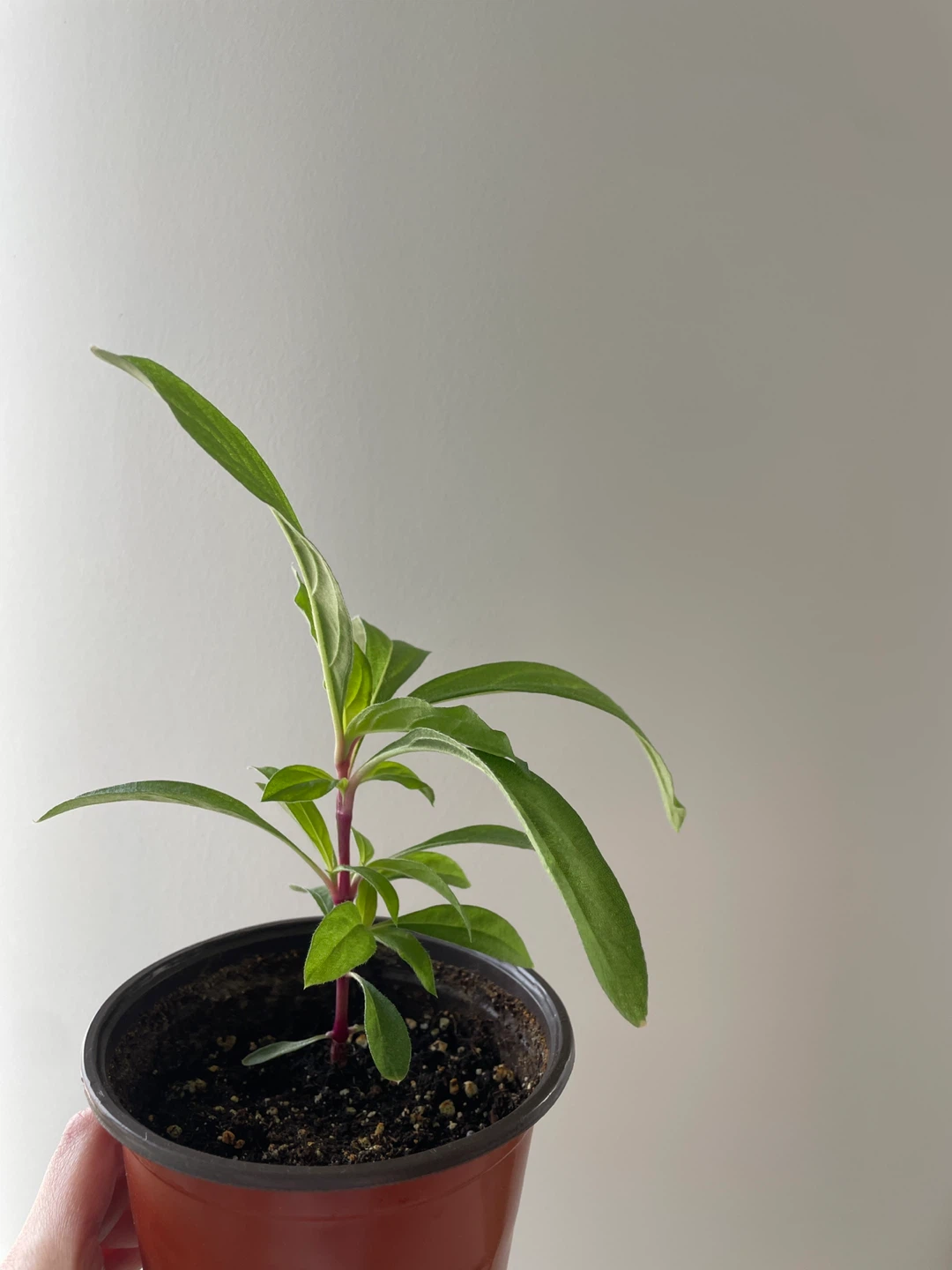 Gomphrena/Globe Amaranth flower seedlings