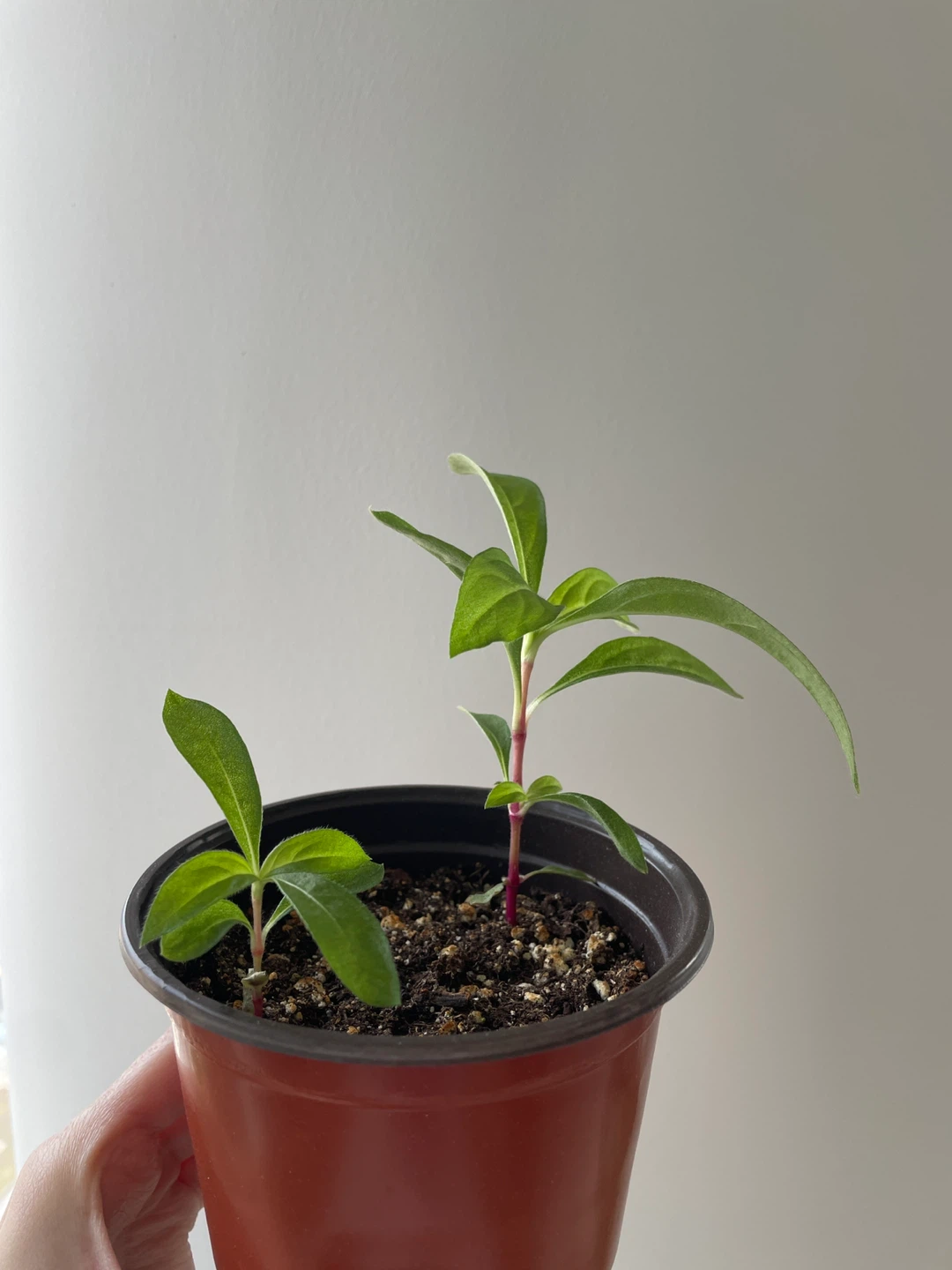 Gomphrena/Globe Amaranth flower seedlings - photo 2