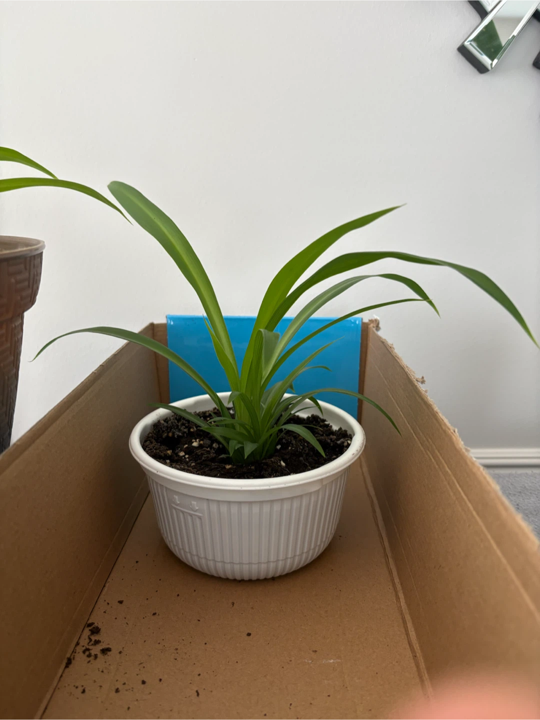 Spider Plant
