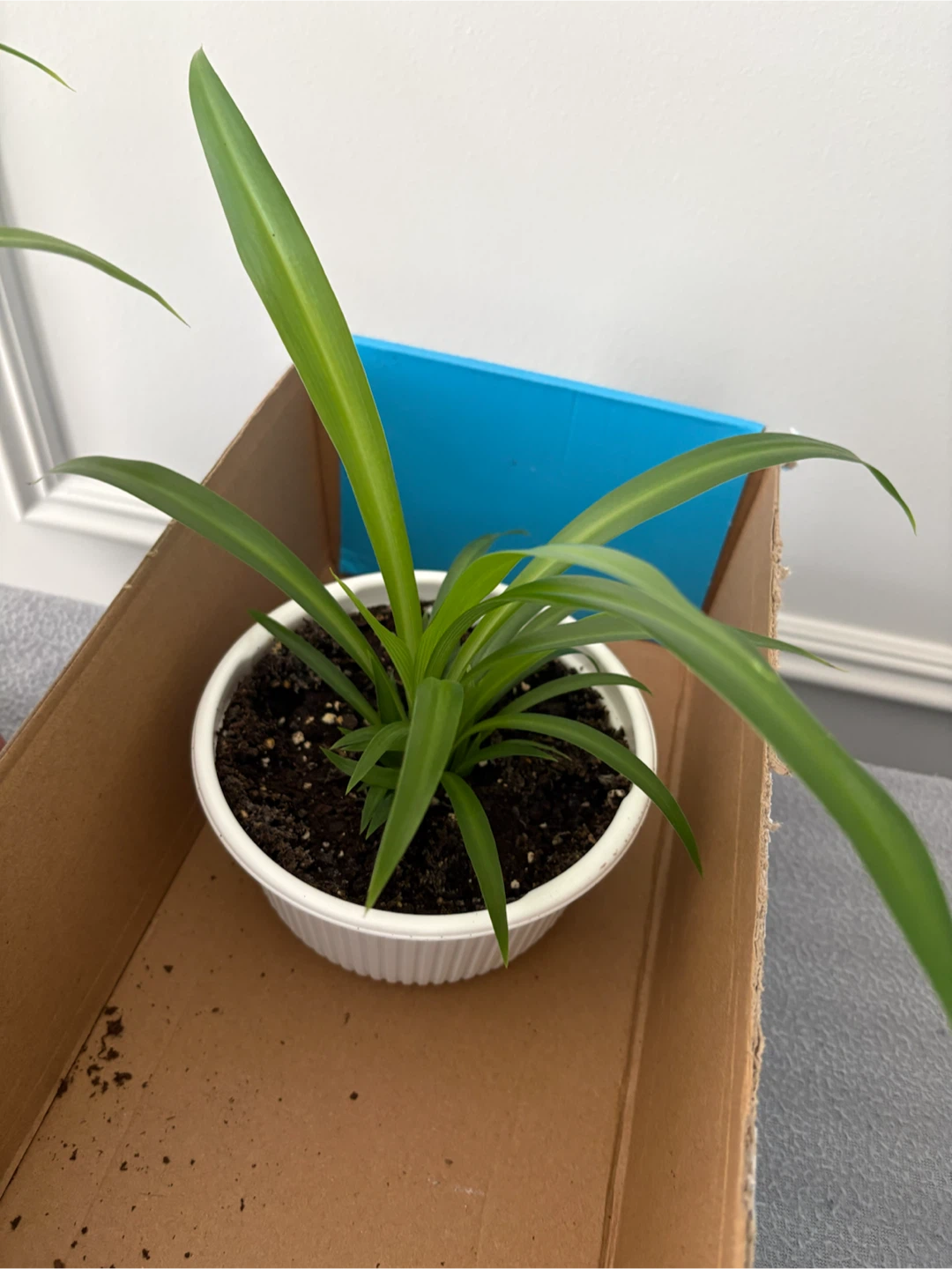 Spider Plant - photo 2