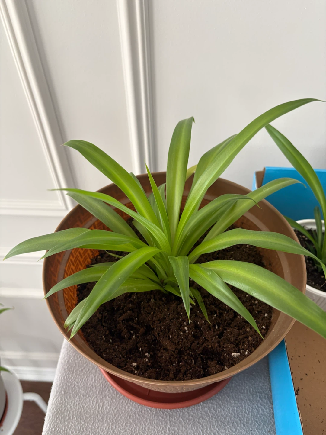 Spider Plant in Pot