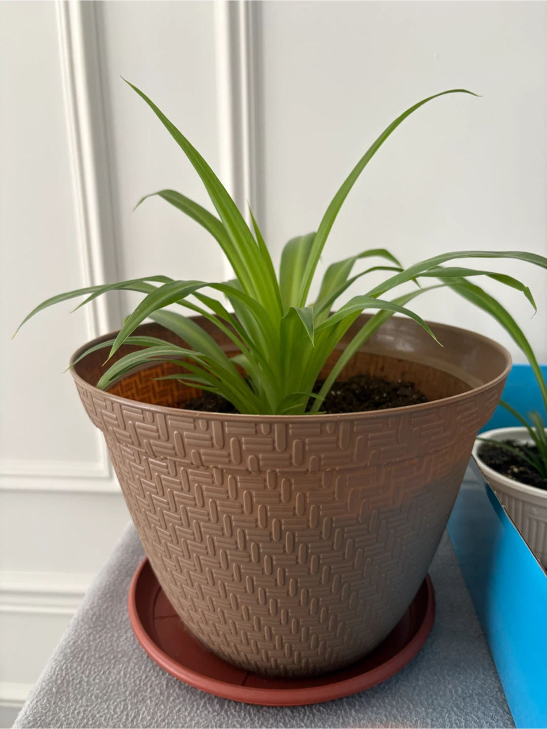 Spider Plant in Pot - photo 2
