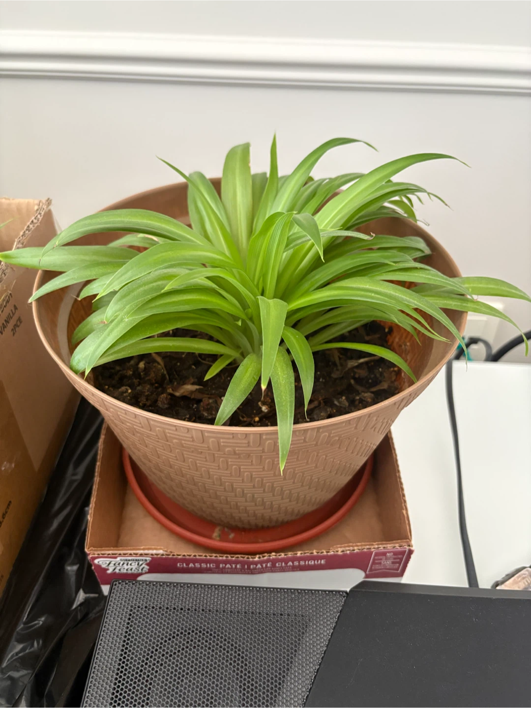 Healthy Spider Plant in Pot w/ Saucer