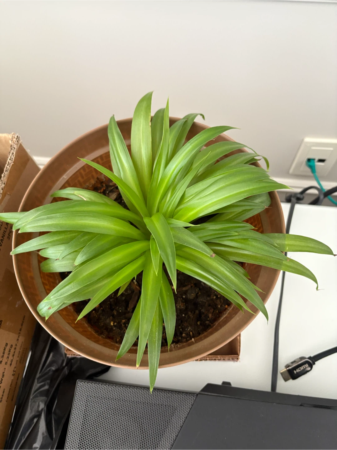Healthy Spider Plant in Pot w/ Saucer - photo 2