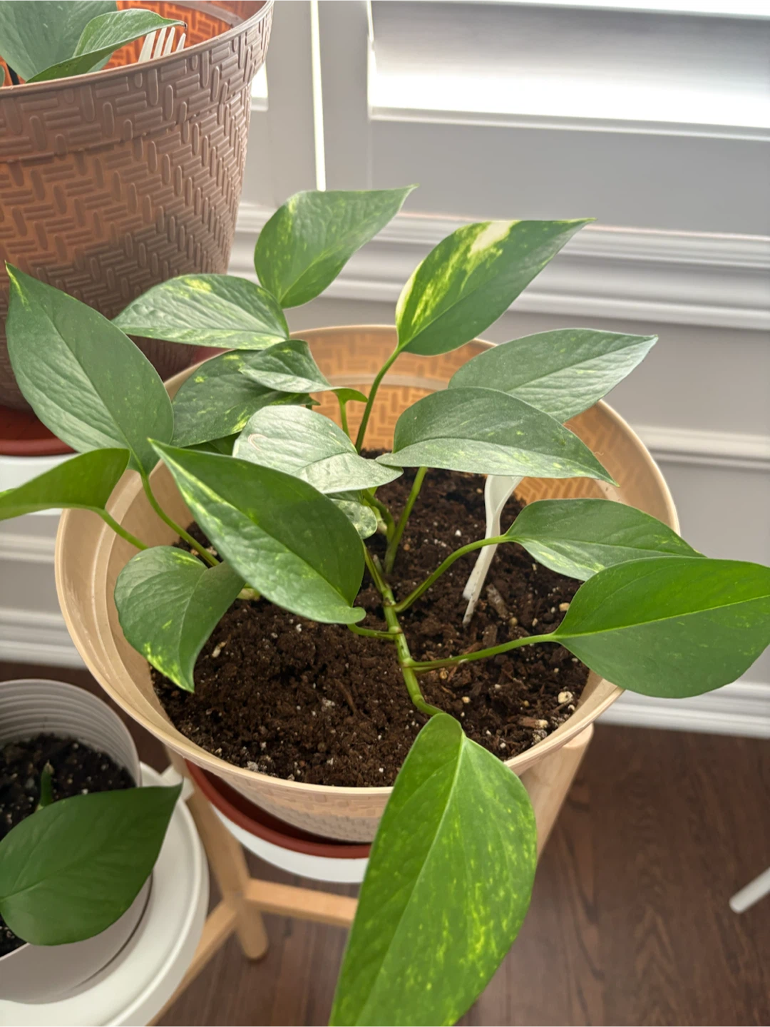 Pothos Plant in Decorative Pot w/ Saucer