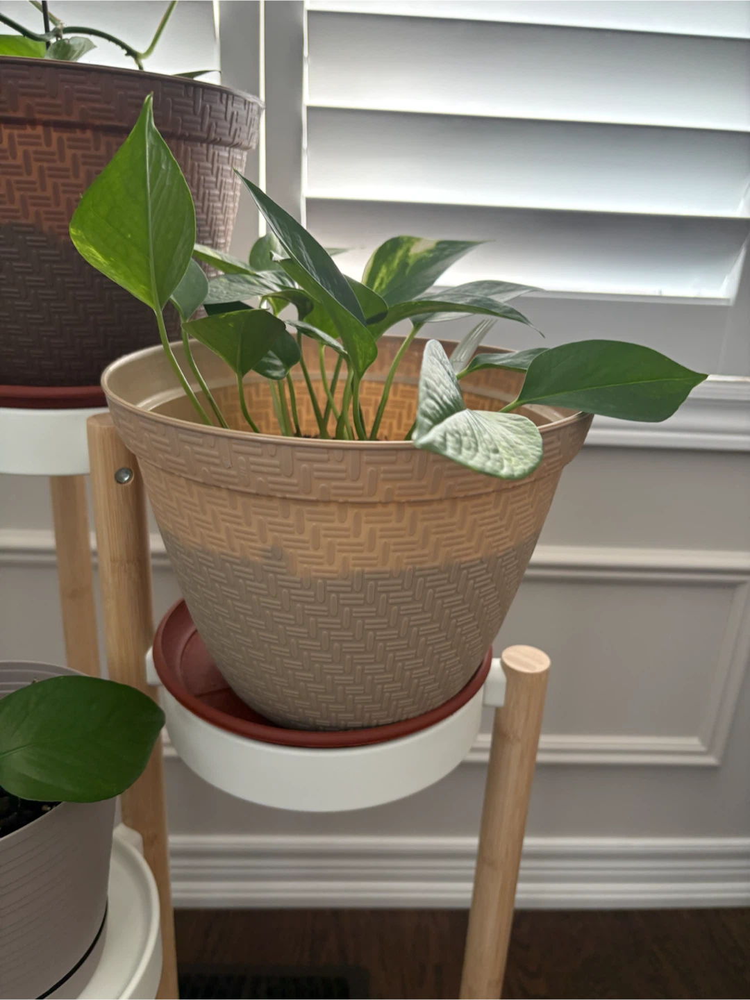 Pothos Plant in Decorative Pot w/ Saucer - photo 2