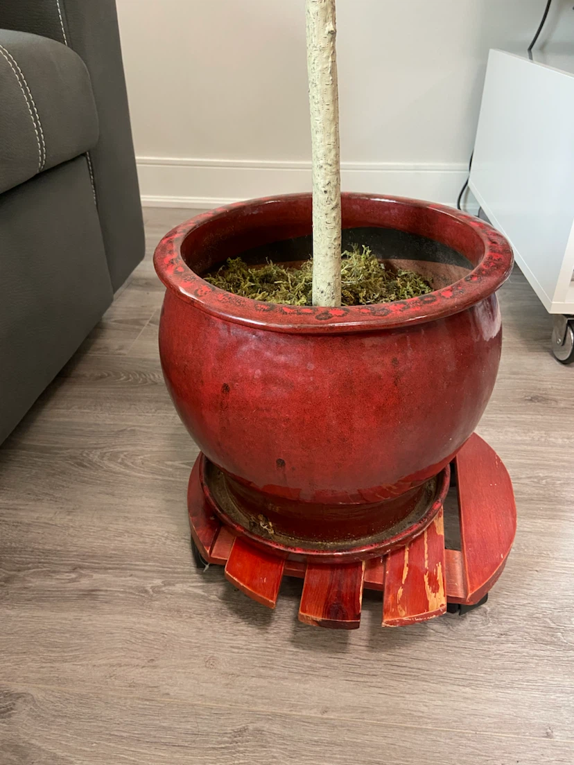 Big plant pot