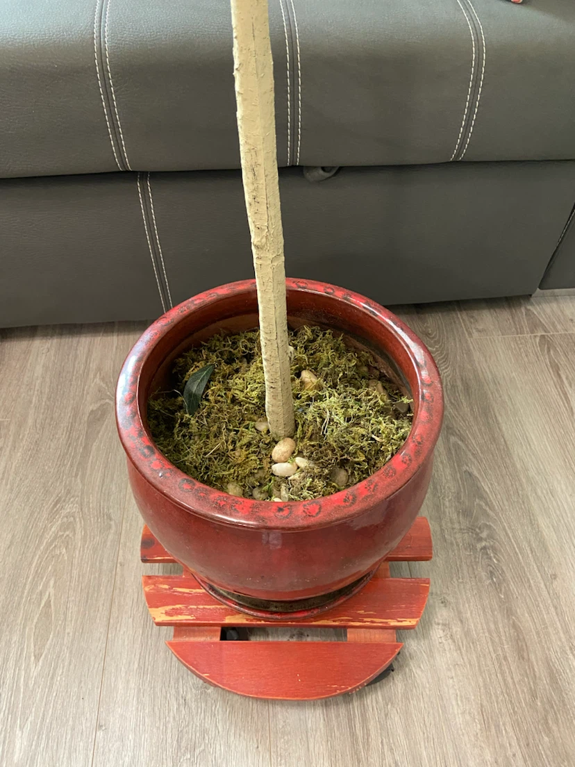 Big plant pot - photo 2