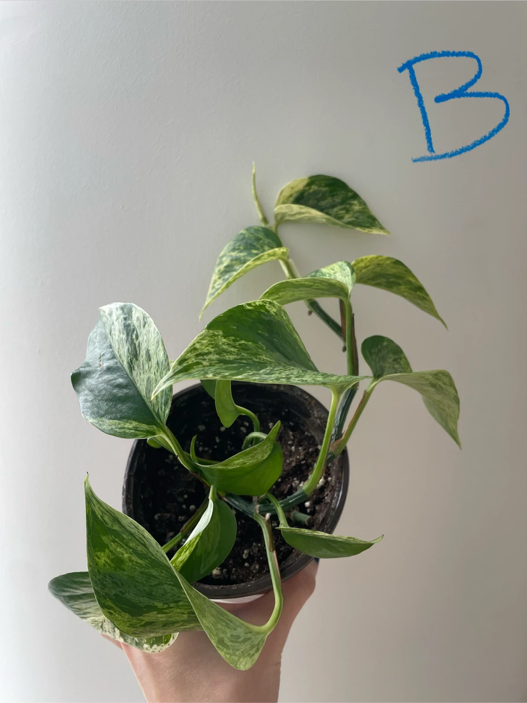 Various Marble Queen Pothos Plant - photo 4