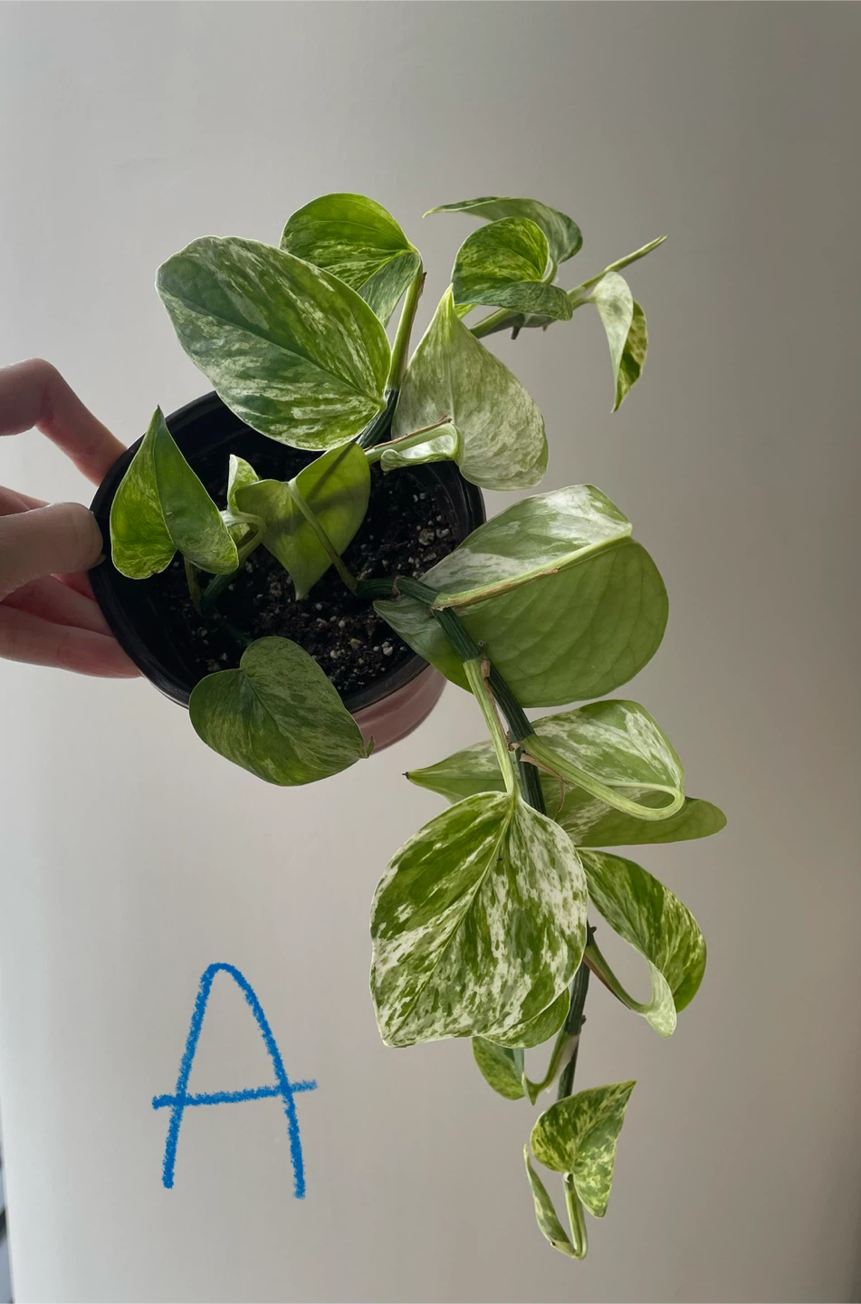 Various Marble Queen Pothos Plant