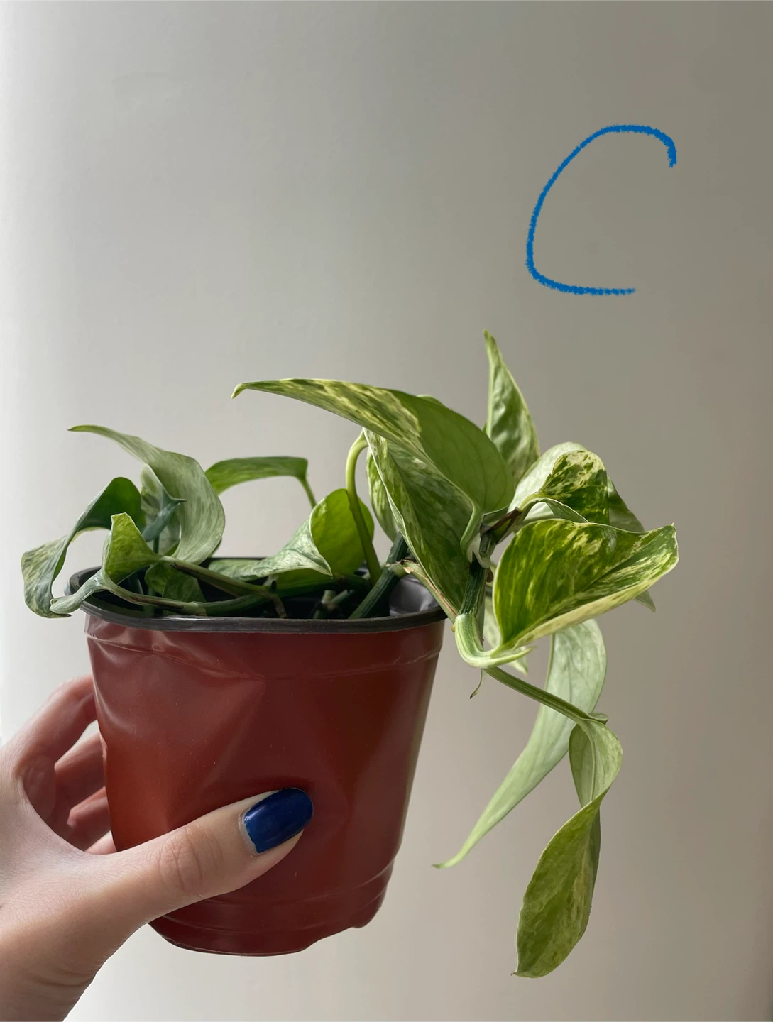 Various Marble Queen Pothos Plant - photo 5