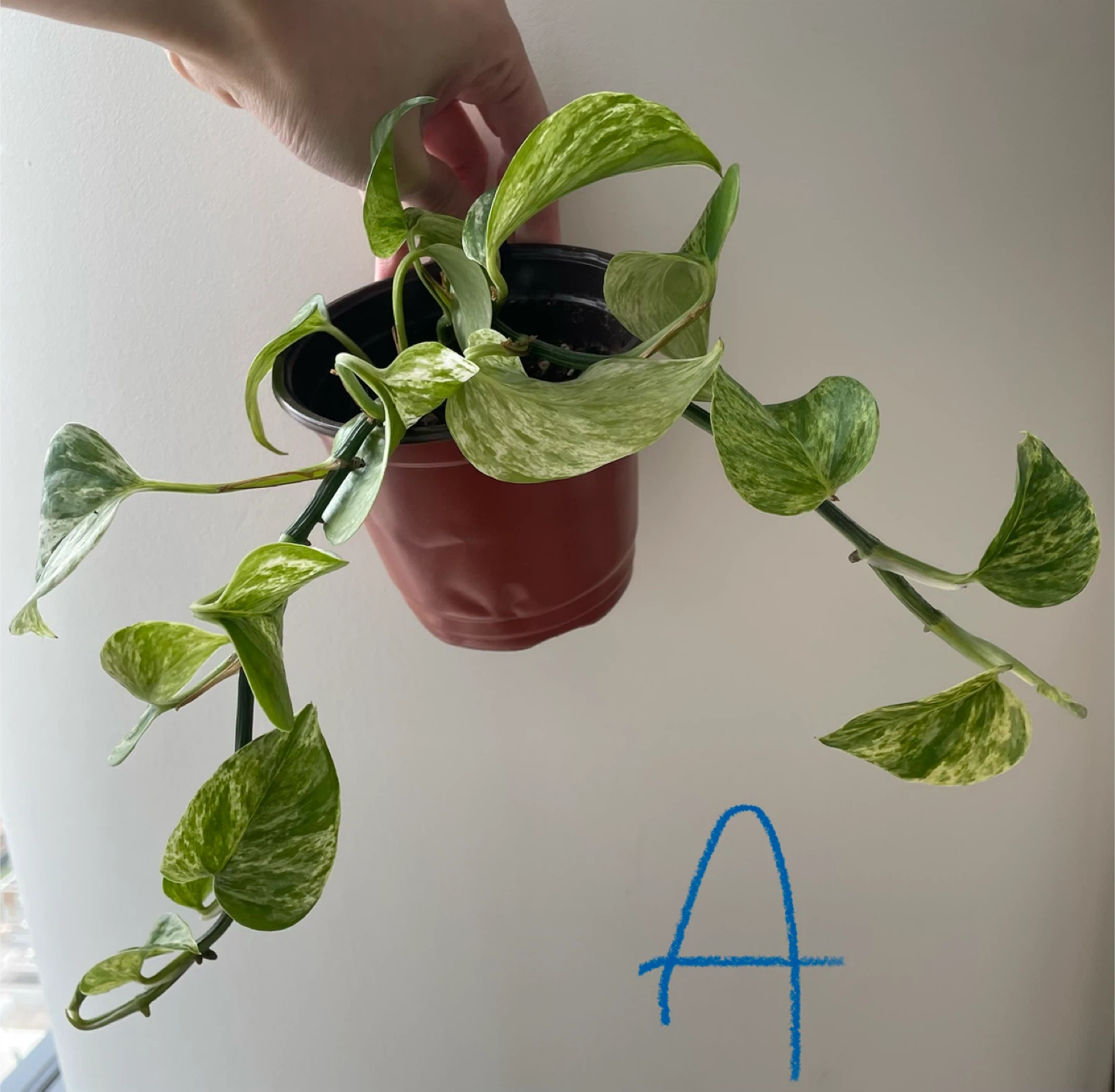 Various Marble Queen Pothos Plant - photo 2