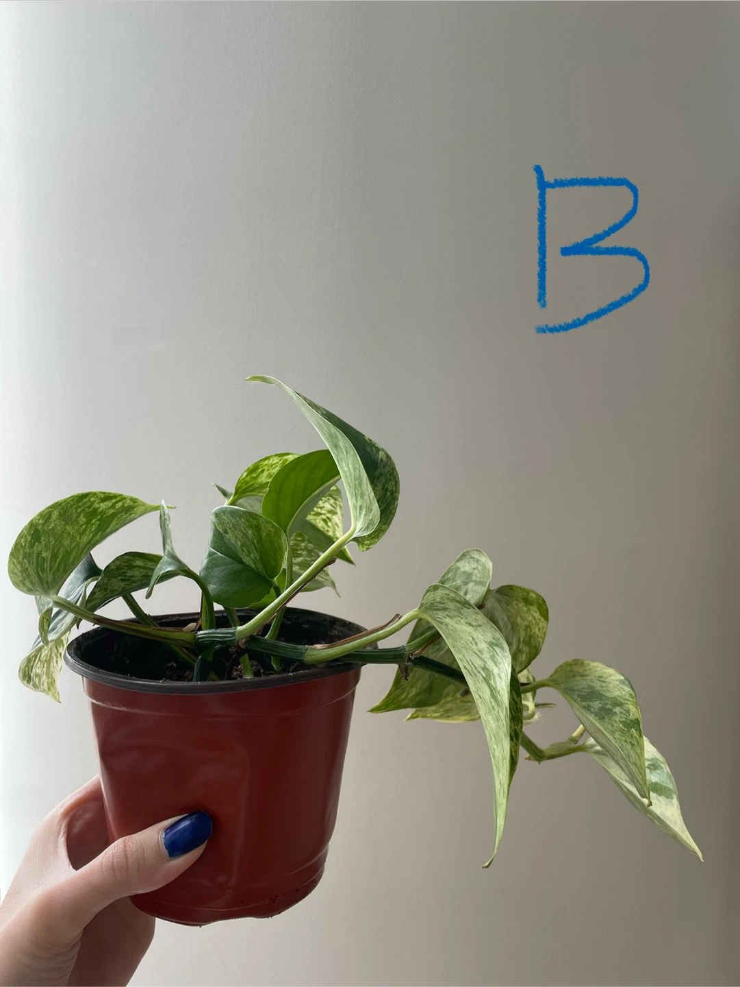Various Marble Queen Pothos Plant - photo 3