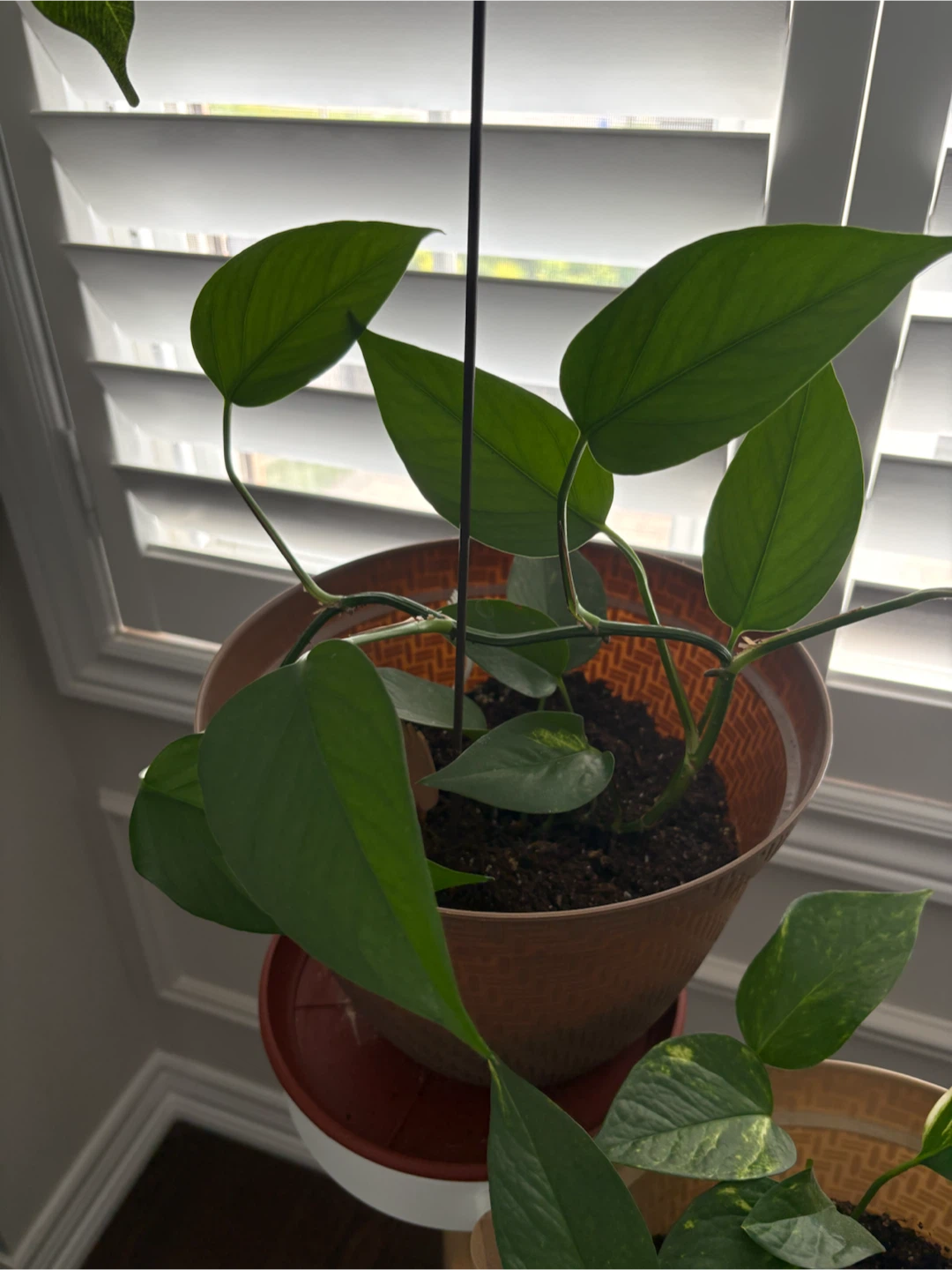 Pothos Plant in Terracotta Pot + Saucer